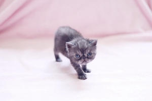 如何给小猫断奶